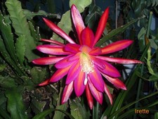 Epiphyllum Blattkaktus "Irette"   Steckling unbewurzelt ca. 22 cm