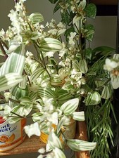 Tradescantia White, hängend 