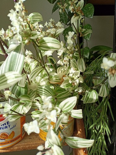 Tradescantia white hängend - hängend,