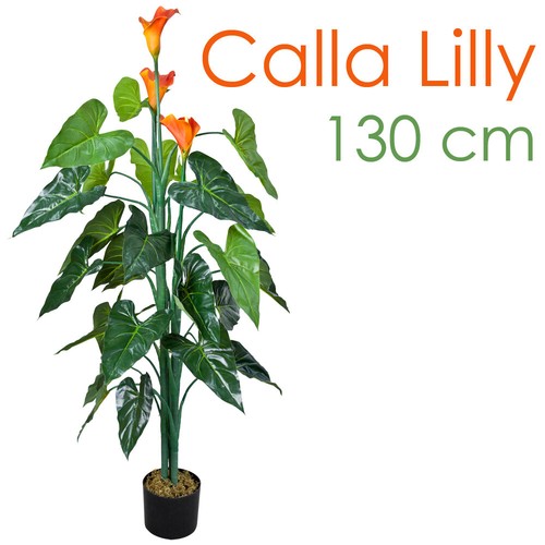 Drachenwurz calla lily - calla,