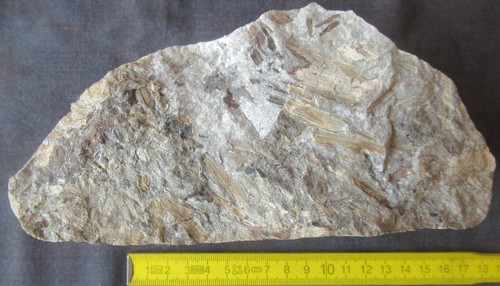 Fossile pflanzen aus dem - fossile,