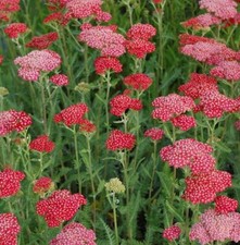 Rote Schafgarbe Belle Epoche -