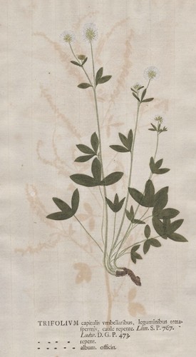 Trifolium weißklee klee - weißklee,