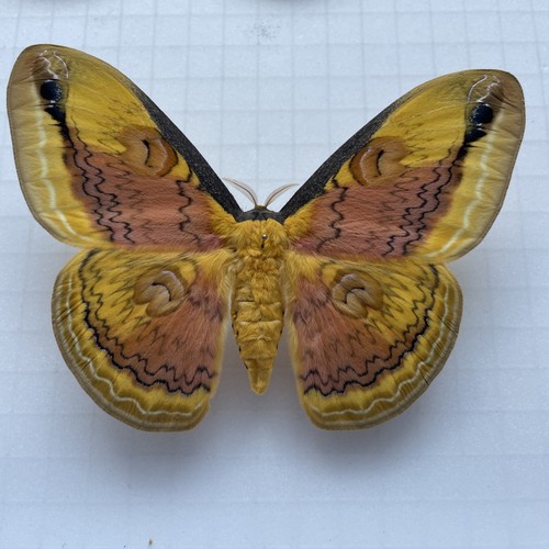 Entomologie*Loepa