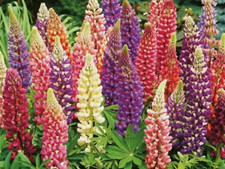 100 Samen Lupine Russel MIX
