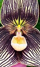 Dracula Species vampira ´Giant Flower blühfähige Pflanze Orchidee Masdevallia