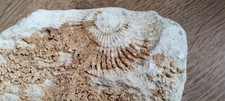 Versteinerte Fossilie  Schnecke