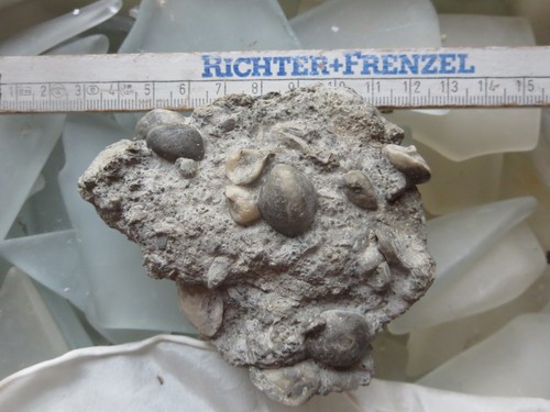 Jura fossilien brachiopoden - jura,