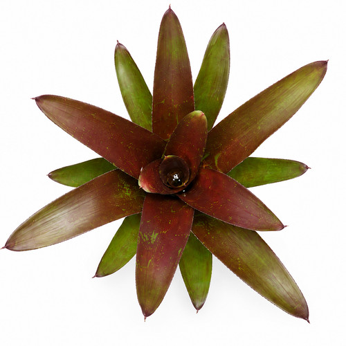 Neoregelia fuego ancho giant