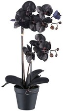 Phalaenopsis 53cm schwarz 10