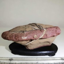 Suiseki Bonseki Bonsai