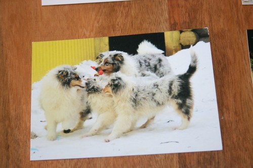Hunde postkarte von poster - poster, xxl