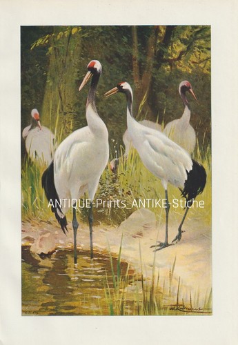 Mandschurenkranich grus - mandschurenkranich, (grus
