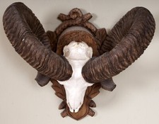 Schönes Mufflongehörn auf geschnitztem Trophäenbrett  Mouflon Trophy