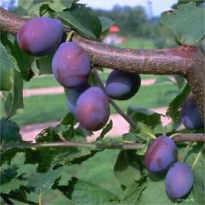 Kulinaria (S) große würzige Zwetsche Zwetschenbaum Buschbaum Halbstamm Hochstamm
