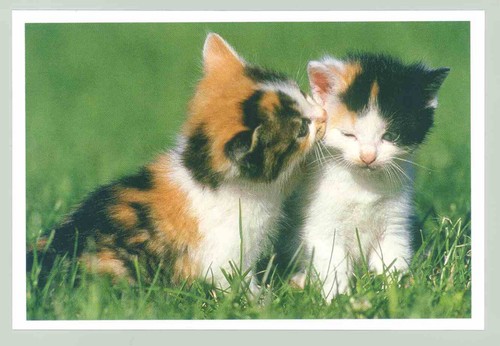 Postkarte katze neu - 12:,
