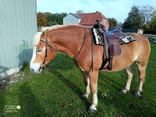 Continental Westernsattel mit