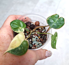 Philodendron Billietiae  Variegata Ableger*no monstera-joepii-caramel