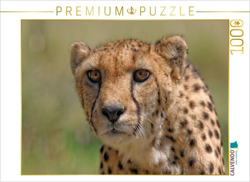 Calvendo puzzle gepard - gepard, |
