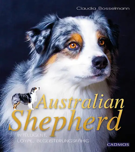 Australian shepherd - australian,