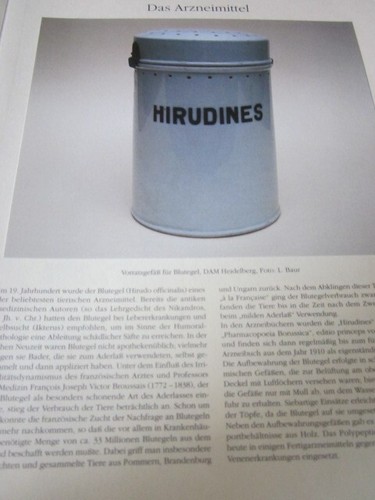 Blutegel 1120 - , (hirudines)