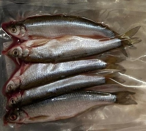 Lauben ukelei köderfische - ukelei,