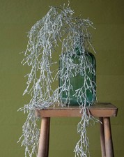 artplants Kunst Tillandsia