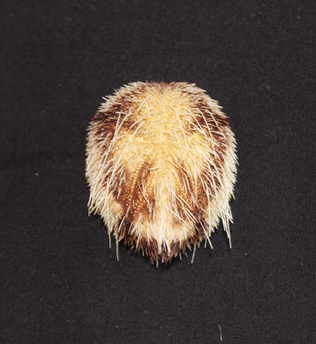 Ubcommon pazifikseeigel mit - ubcommon,