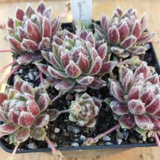Sempervivum "Tarantula" - 2x