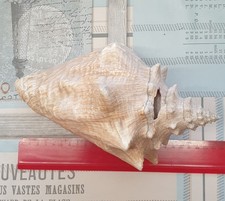 echte Meeresschnecke , Rapana, Schneckenmuschel * Unikat, Deko, Malediven, 40J.