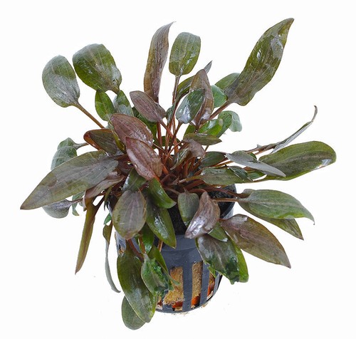 1töpf cryptocoryne wendtii - 1töpf,