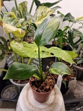 Strelitzie Nicolai Variegata