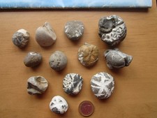 12 seltene versteinerte