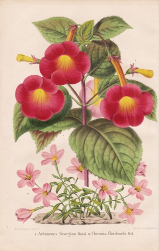 Achimenes chironia floribunda - achimenes,