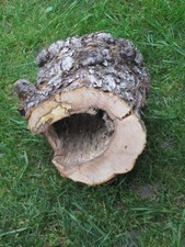 Einzigartiger Nagertunnel