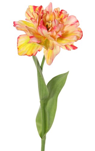 Artplants kunst papageientulpe - artplants,