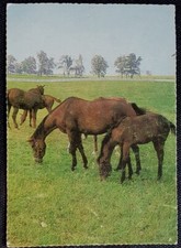 Pferdepostkarte, AK Pferde