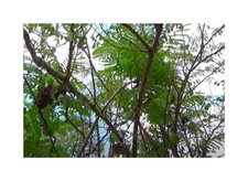 10x Caesalpinia sappan Falsches Sandelholz Garten Pflanzen - Samen ID1152