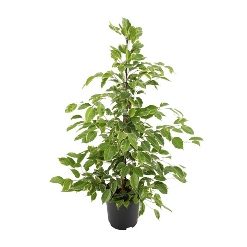 Ficus benjamina goldenking - benjamina,