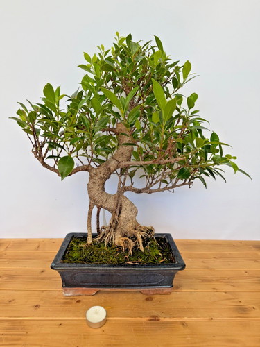 Zimmerbonsai ficus retusa - ficus,