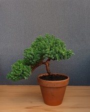 Wacholder Bonsai Prebonsai 
