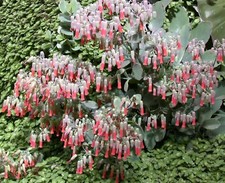 SAMEN  Kalanchoe einfache Pflanzen für drinnen Treppenflur Fensterbank Balkon