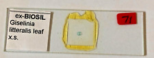 Ex-Biosil Mikroskop Objektträger #24 - "Giselinia litteralis Leaf XS"