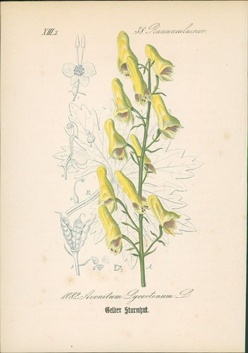 Chromolithographie gelber - chromolithographie,