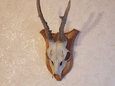 Rehgeweih Rehbock Jagd auf