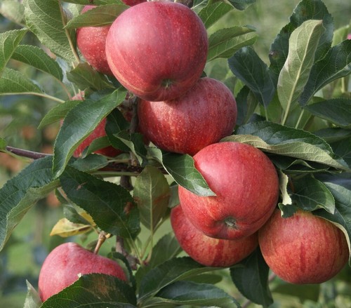 Apfelbaum gala buschbaum - `gala, ´,