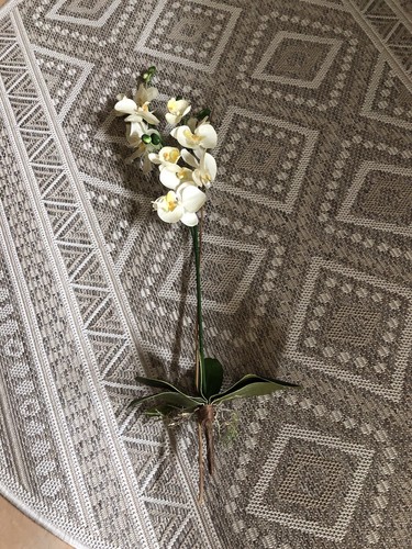 Orchideen rispe mit wurzel - rispe,