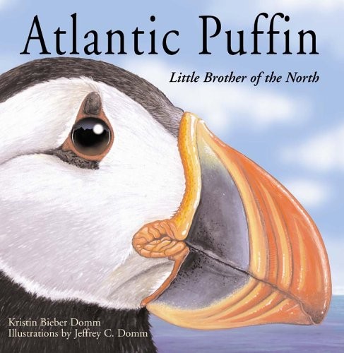 Atlantic puffin little - atlantic,