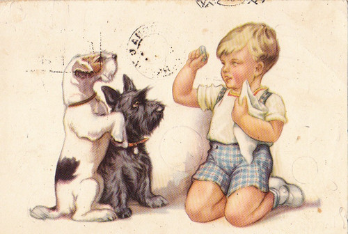 Fox terrier scottisch - , &