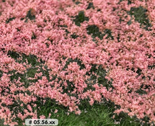 Grasbüschel Hellrosa Blüten